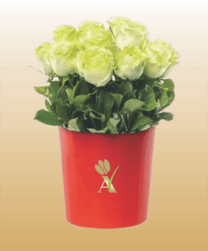 Flores 11