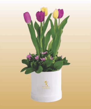 Box Blanco con Tulipanes mas fino Follaje