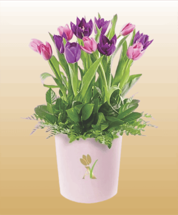 3 Flores 3